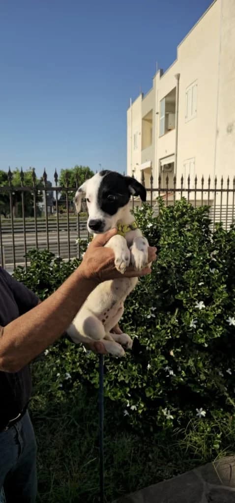 SAMANTHA, female puppy Mixed Breed for adoption at Dimensione Animale Bergamo