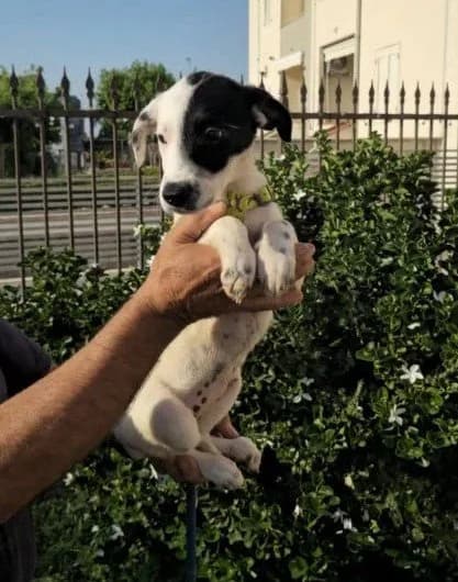 SAMANTHA, female puppy Mixed Breed for adoption at Dimensione Animale Bergamo