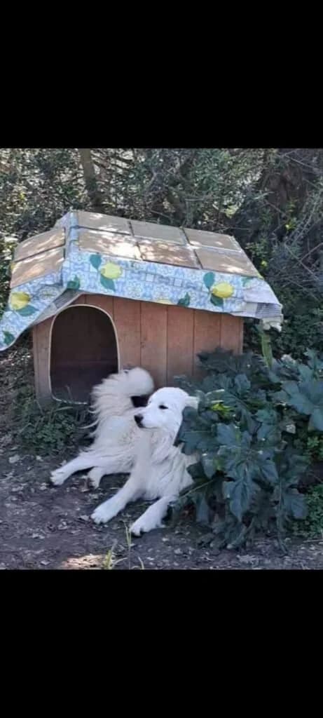 SAMMY, male young Mixed Breed for adoption at Dimensione Animale Bergamo
