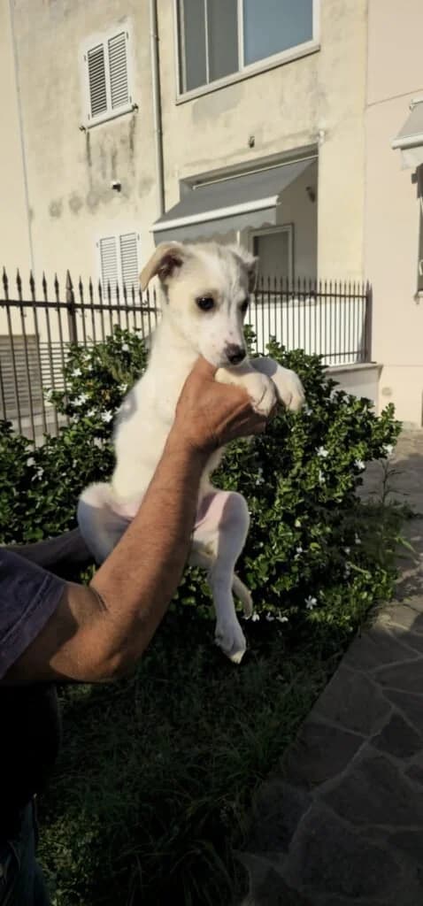 SERENA, female puppy Mixed Breed for adoption at Dimensione Animale Bergamo