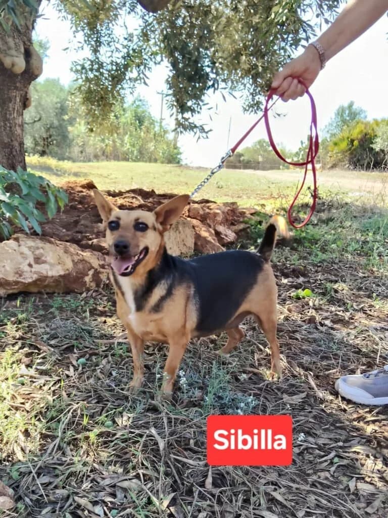 SIBILLA, female 3yo Mixed Breed for adoption at Dimensione Animale Bergamo