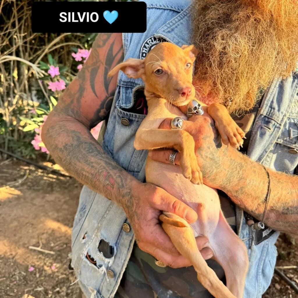 SILVIO, male puppy Mixed Breed for adoption at Dimensione Animale Bergamo