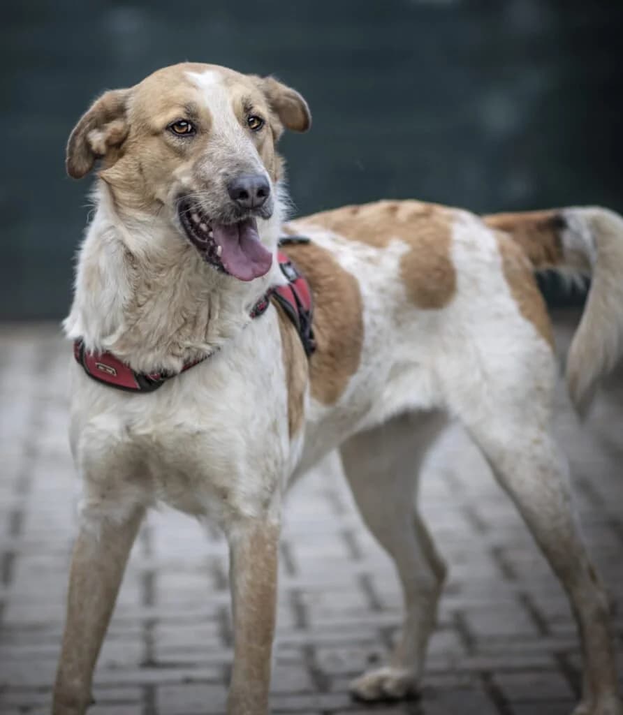 SISSI, female young Mixed Breed for adoption at Dimensione Animale Bergamo