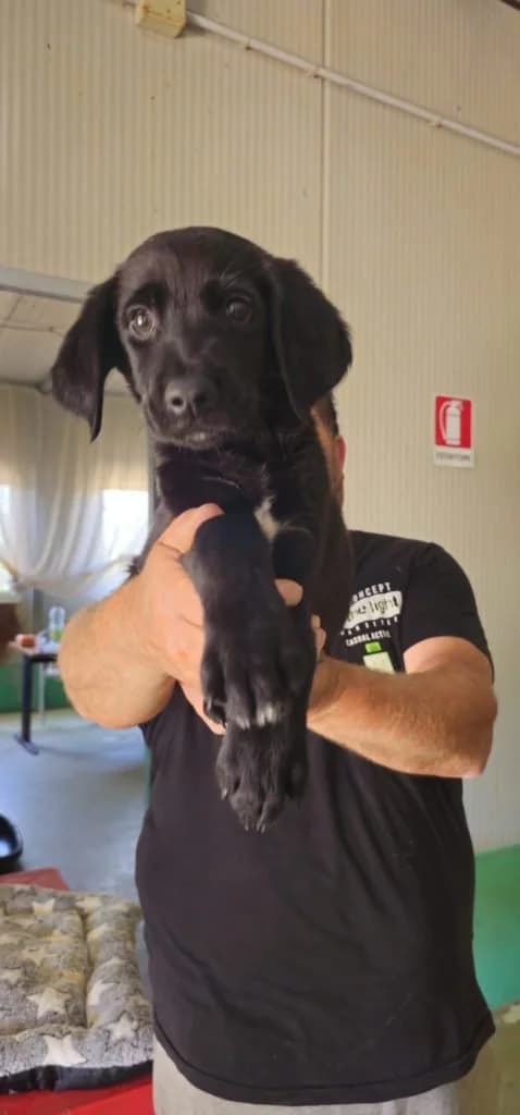 SKY, male puppy Mixed Breed for adoption at Dimensione Animale Bergamo
