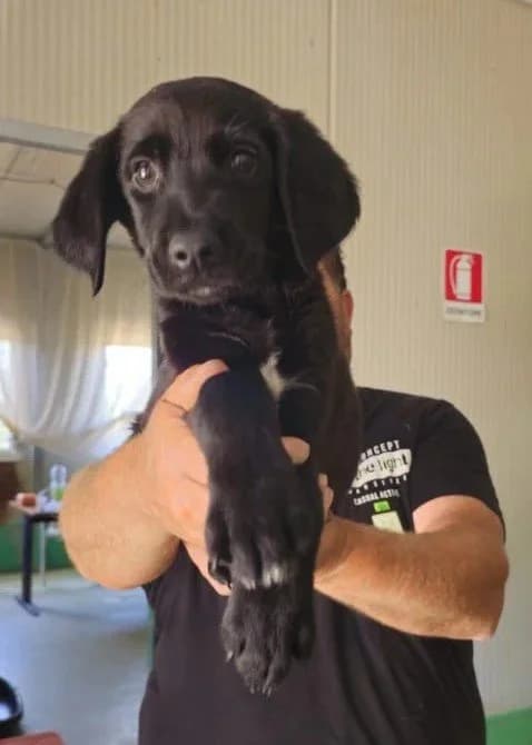 SKY, male puppy Mixed Breed for adoption at Dimensione Animale Bergamo