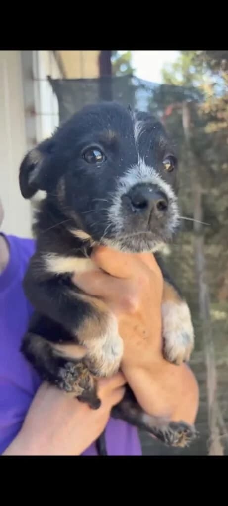 SONIA, female puppy Mixed Breed for adoption at Dimensione Animale Bergamo