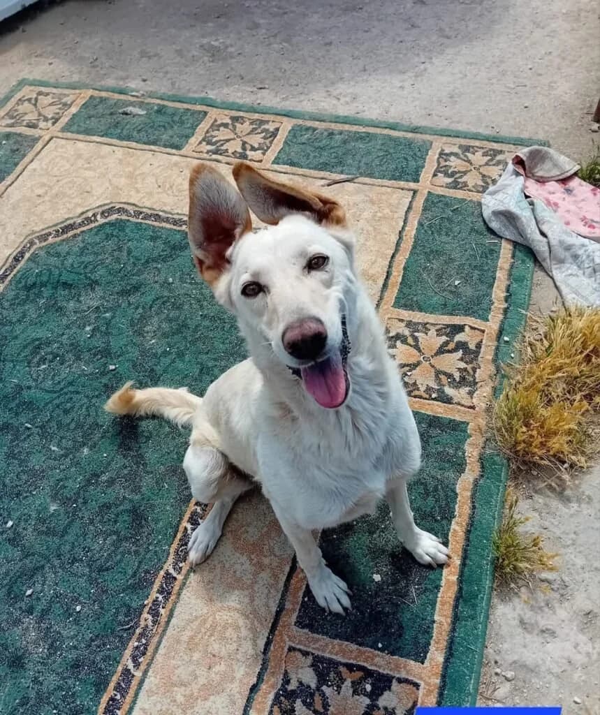 SPRITZ, male 5yo Mixed Breed for adoption at Dimensione Animale Bergamo
