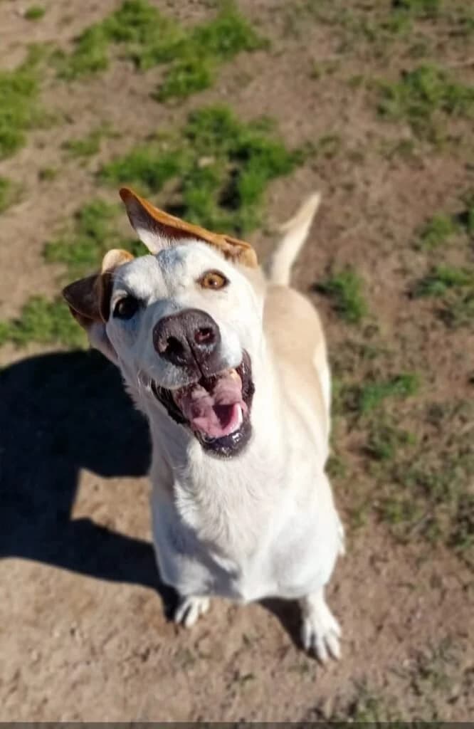 SPRITZ, male 5yo Mixed Breed for adoption at Dimensione Animale Bergamo