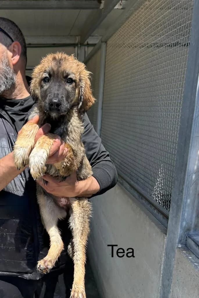 TEA, female puppy Mixed Breed for adoption at Dimensione Animale Bergamo