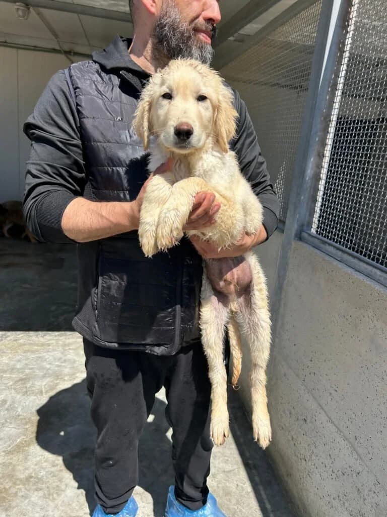 TEDDY, male puppy Mixed Breed for adoption at Dimensione Animale Bergamo