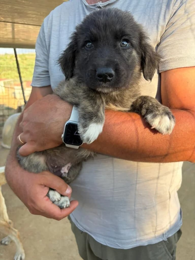TEDDY, male puppy Mixed Breed for adoption at Dimensione Animale Bergamo