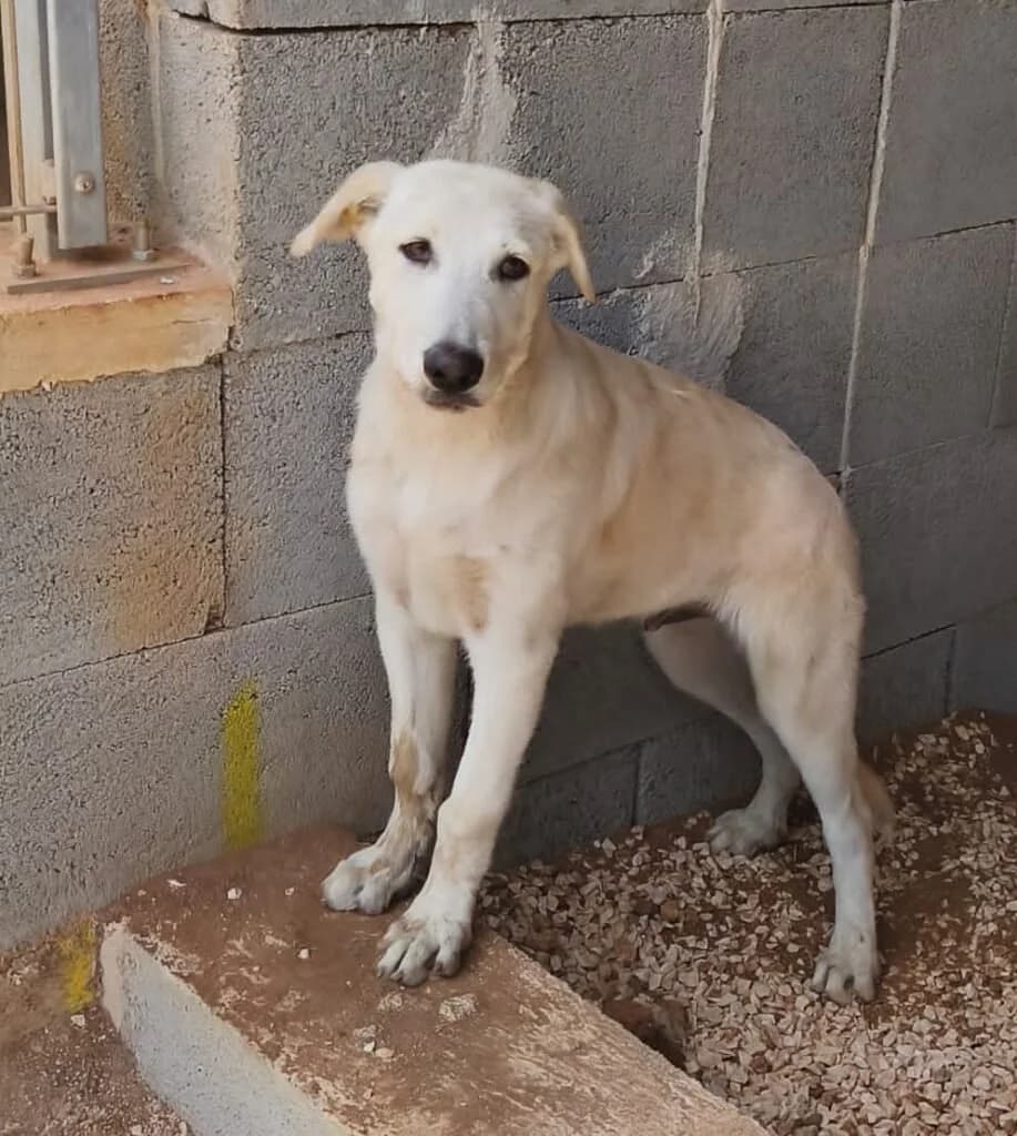 TEDDY, male puppy Mixed Breed for adoption at Dimensione Animale Bergamo