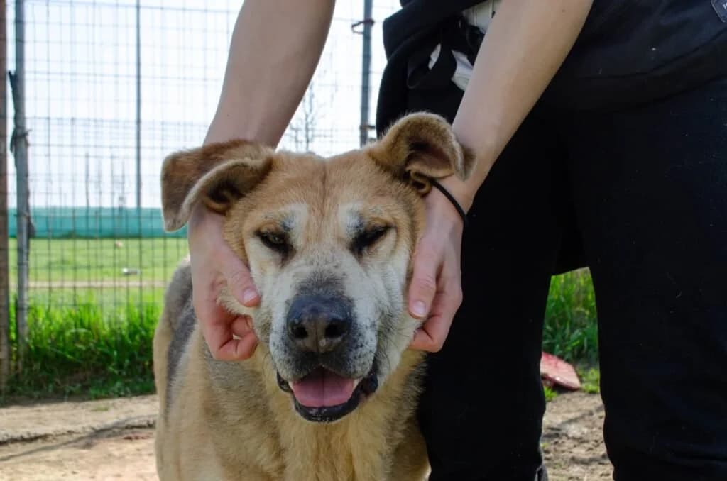 THEO, male senior Mixed Breed for adoption at Dimensione Animale Bergamo