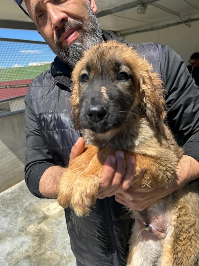 THOMAS, male puppy Mixed Breed for adoption at Dimensione Animale Bergamo