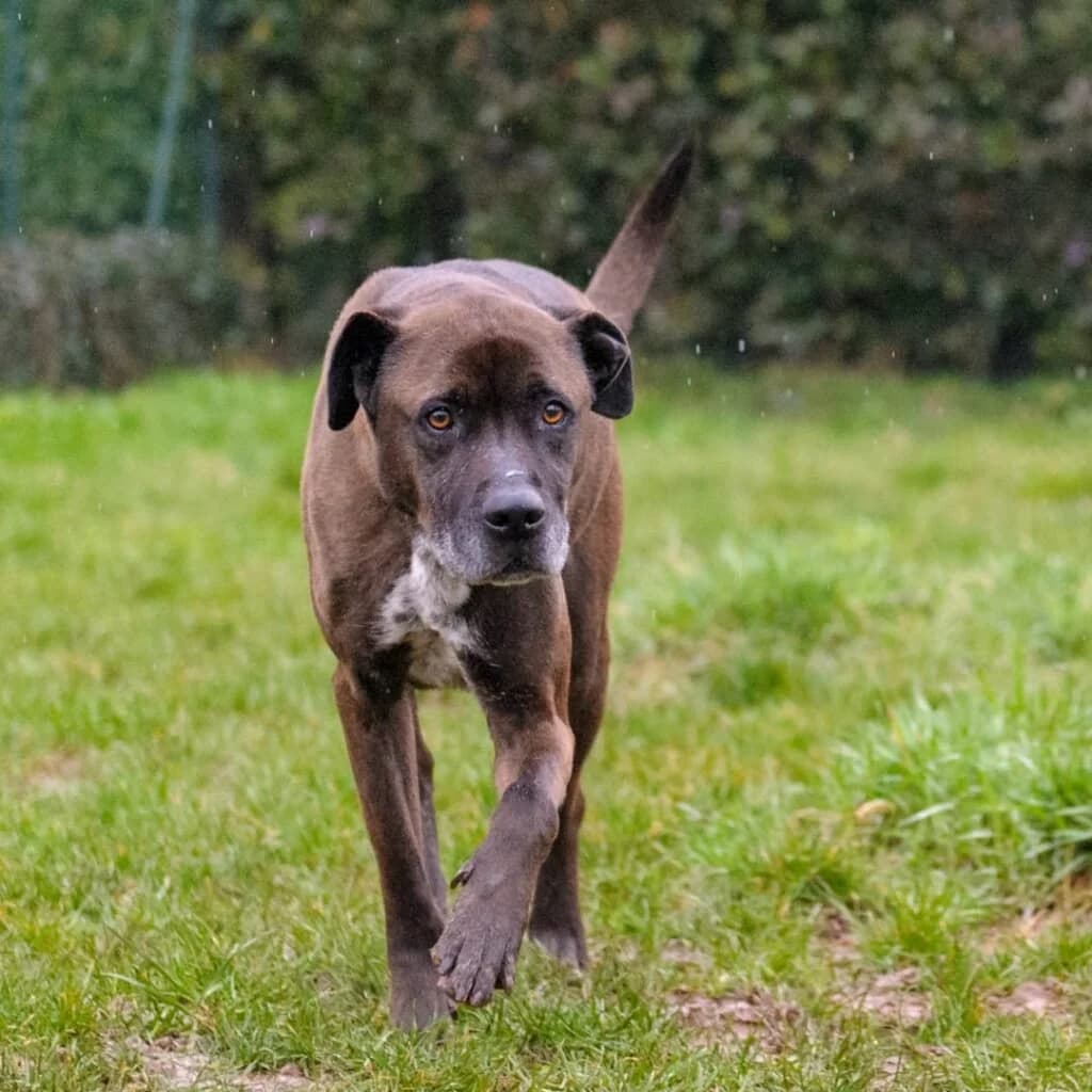 THOR, male 5yo Mixed Breed for adoption at Dimensione Animale Bergamo
