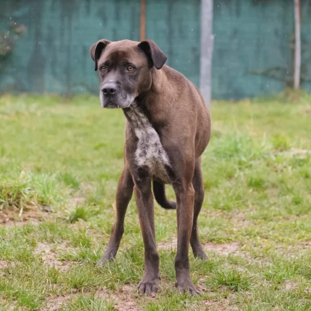 THOR, male 6yo Mixed Breed for adoption at Dimensione Animale Bergamo