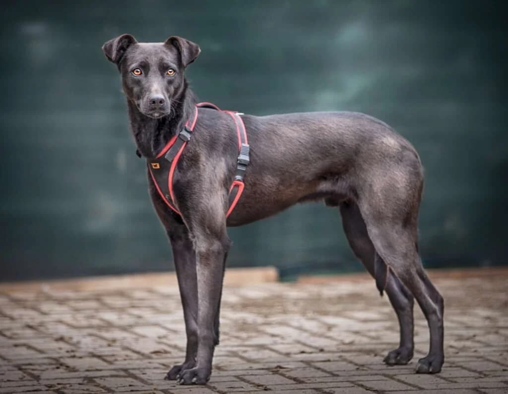 TIM, male young Mixed Breed for adoption at Dimensione Animale Bergamo