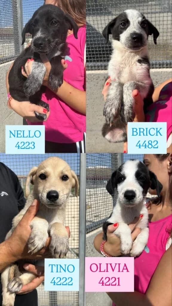 NELLO, BRICK E TINO, male puppy Mixed Breed for adoption at Dimensione Animale Bergamo