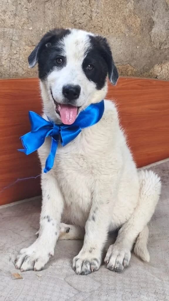 TOBIA, male puppy Mixed Breed for adoption at Dimensione Animale Bergamo