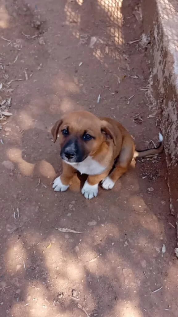 TOBY, male puppy Mixed Breed for adoption at Dimensione Animale Bergamo