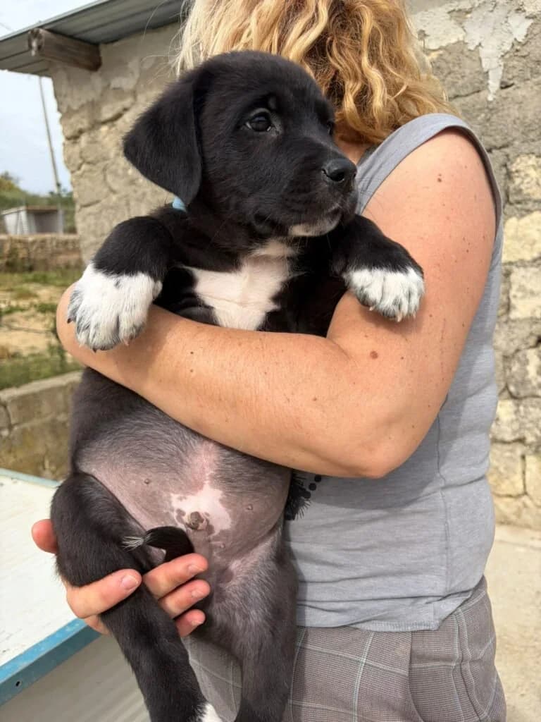 TOBY, male puppy Mixed Breed for adoption at Dimensione Animale Bergamo
