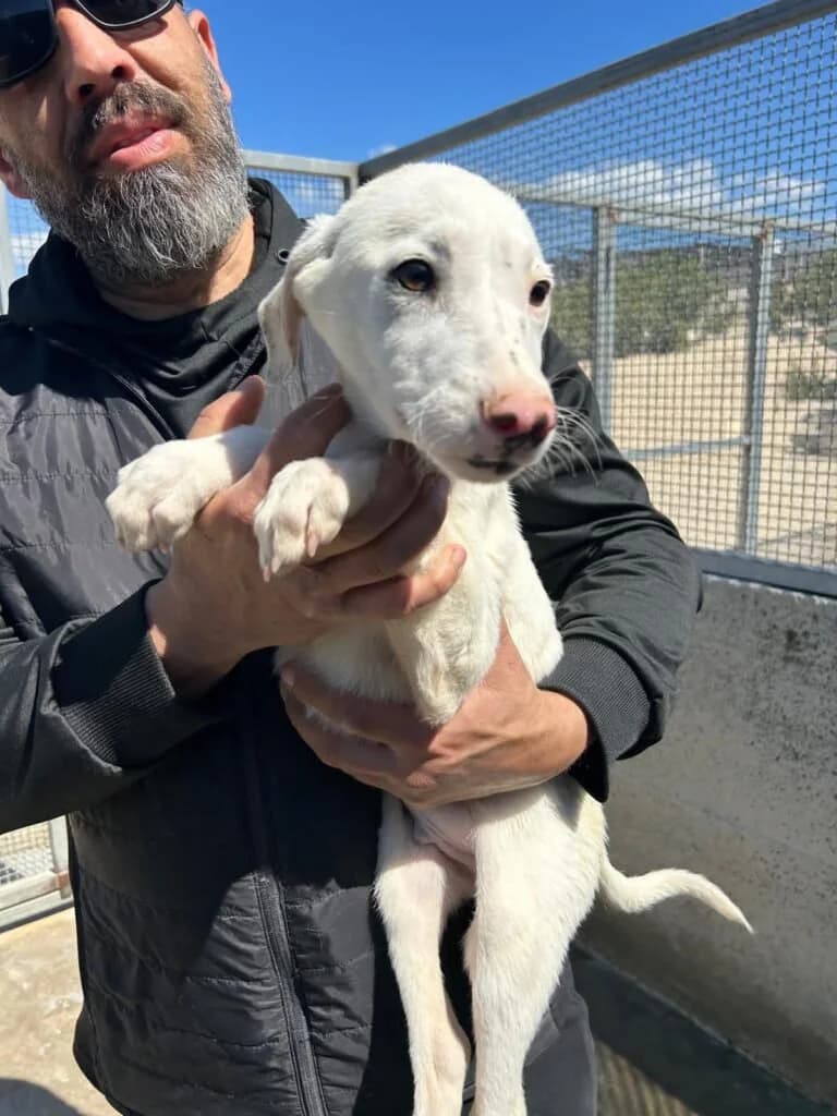 TOLKIEN E BILLY, puppy Mixed Breed for adoption at Dimensione Animale Bergamo