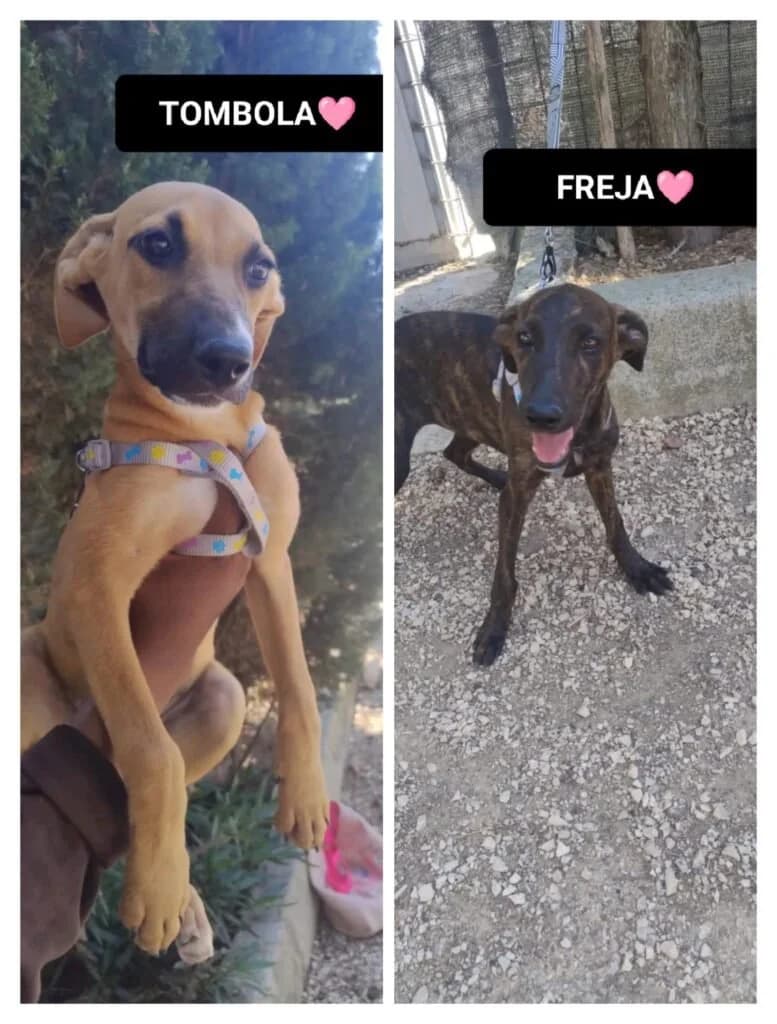 FREJA, female puppy Mixed Breed for adoption at Dimensione Animale Bergamo