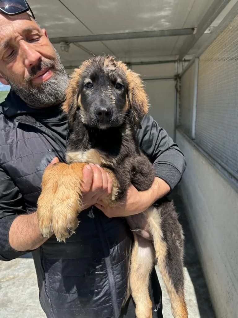 TOMMY, male puppy Mixed Breed for adoption at Dimensione Animale Bergamo