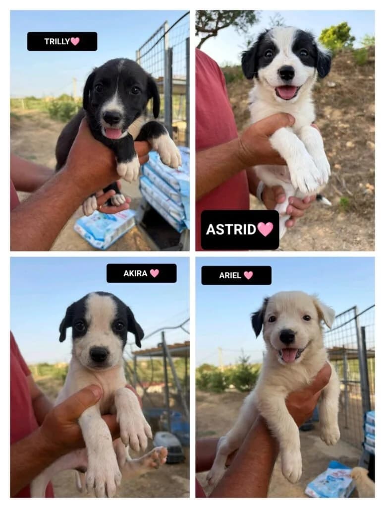 TRILLY, ASTRID, AKIRA e ARIEL, female puppy Mixed Breed for adoption at Dimensione Animale Bergamo