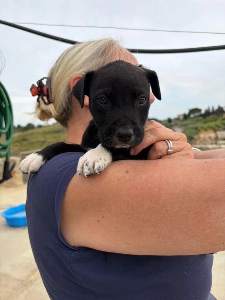 TUX, male puppy Mixed Breed for adoption at Dimensione Animale Bergamo