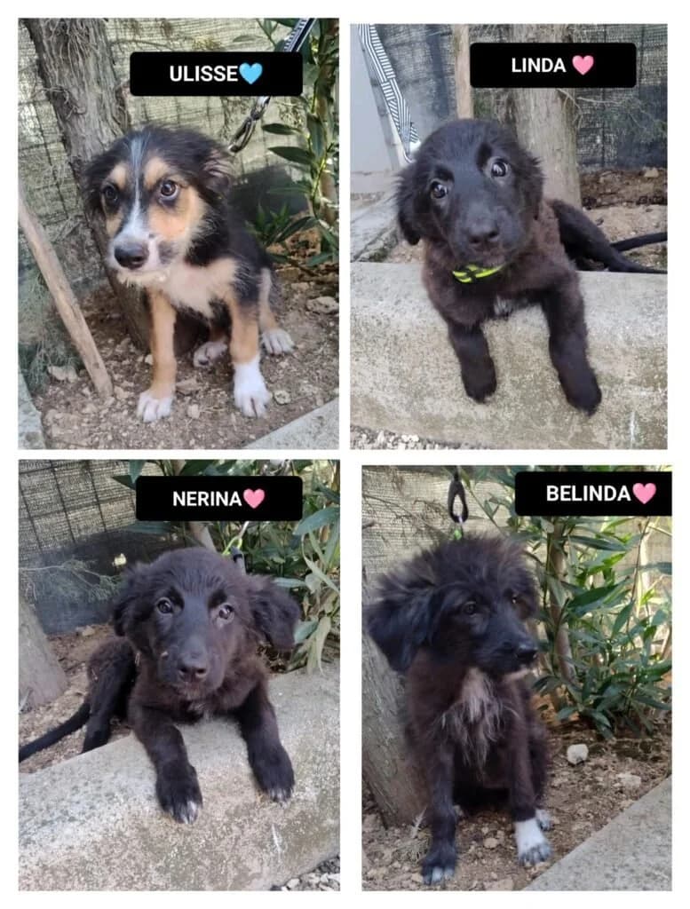 ULISSE, NERINA E BELINDA, puppy Mixed Breed for adoption at Dimensione Animale Bergamo