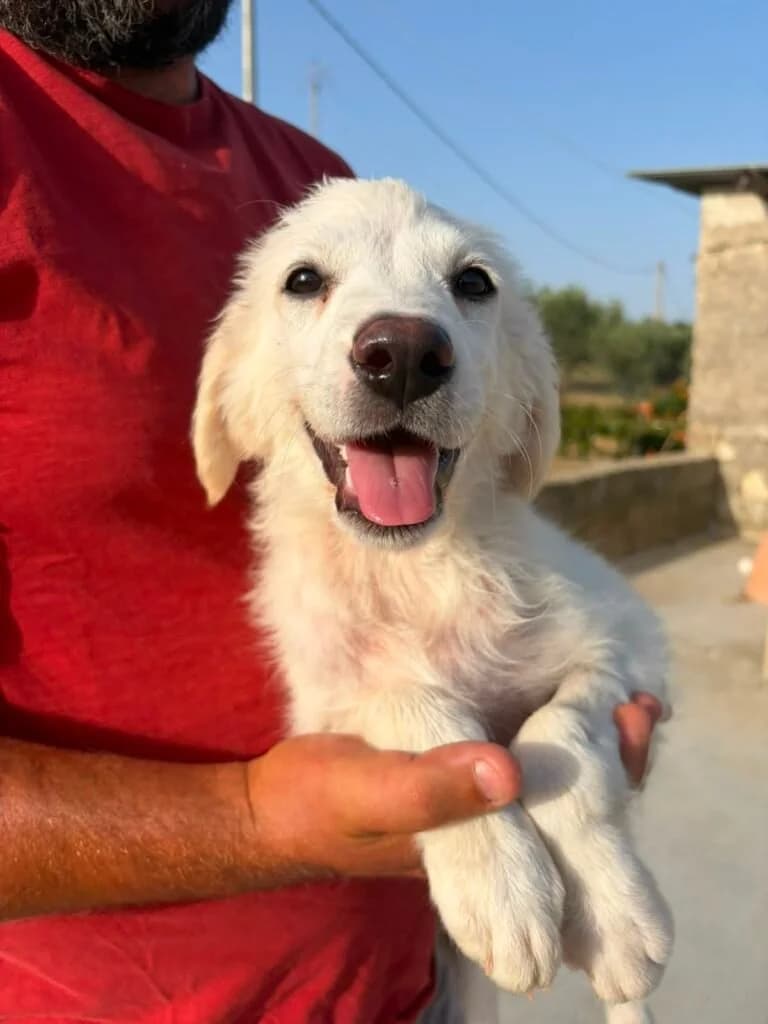 VENERE, female puppy Mixed Breed for adoption at Dimensione Animale Bergamo