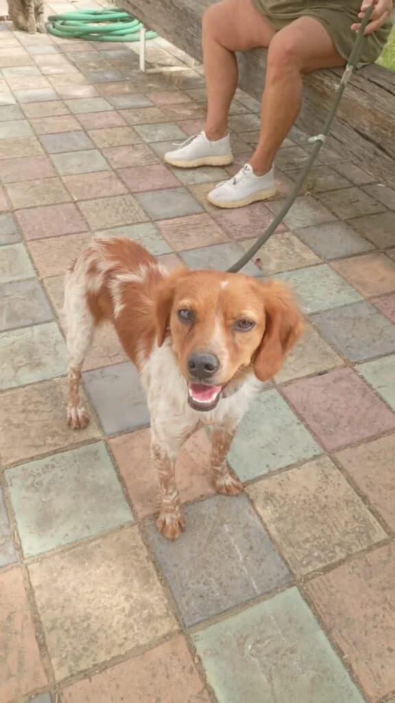 VENEZIA, female young Mixed Breed for adoption at Dimensione Animale Bergamo