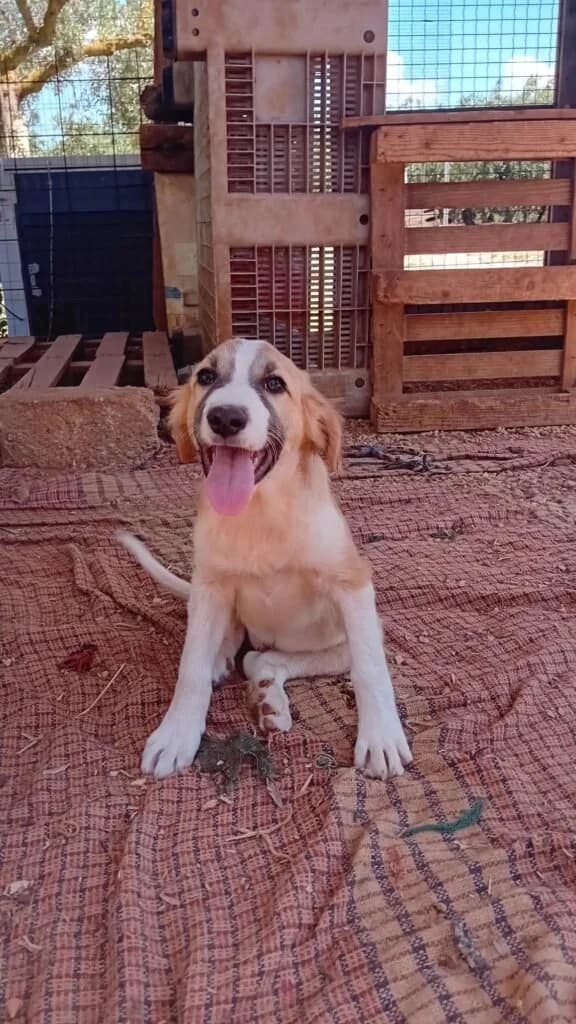 ZENZERO, male puppy Mixed Breed for adoption at Dimensione Animale Bergamo