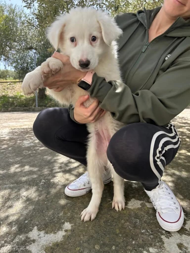 ZORA, female puppy Mixed Breed for adoption at Dimensione Animale Bergamo