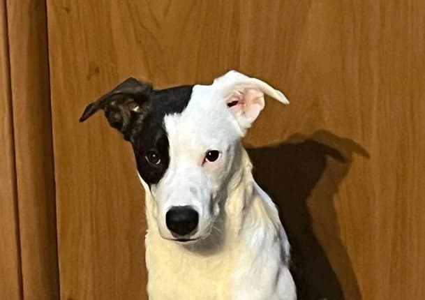 ARDEN, 1 anno, Tg Media, young Mixed Breed for adoption at Dimensione Animale Bergamo
