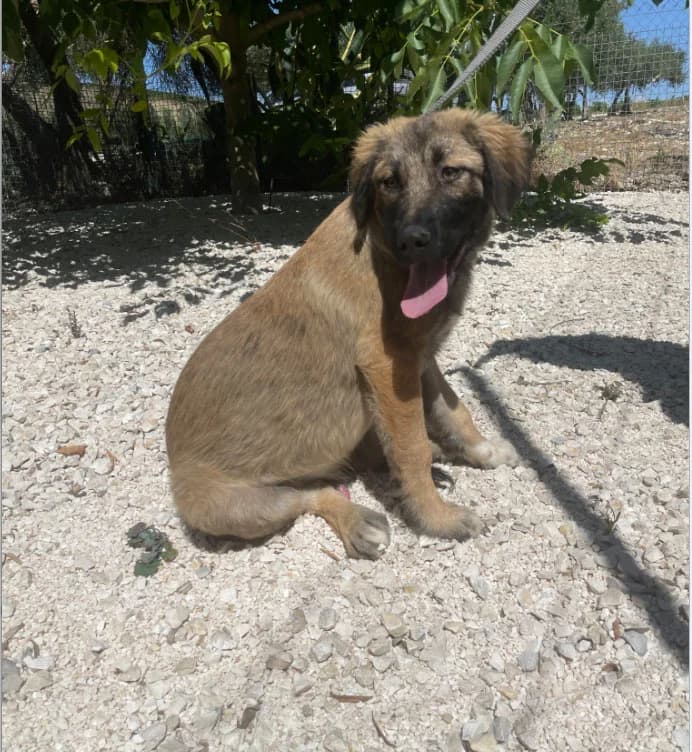 ARES, 4 mesi, Futura Tg Media, puppy Mixed Breed for adoption at Dimensione Animale Bergamo