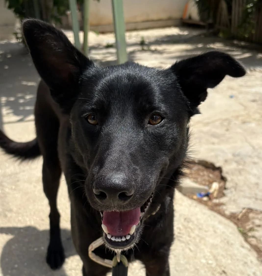 ARTÙ, 9 mesi, Futura Tg Media, puppy Mixed Breed for adoption at Dimensione Animale Bergamo