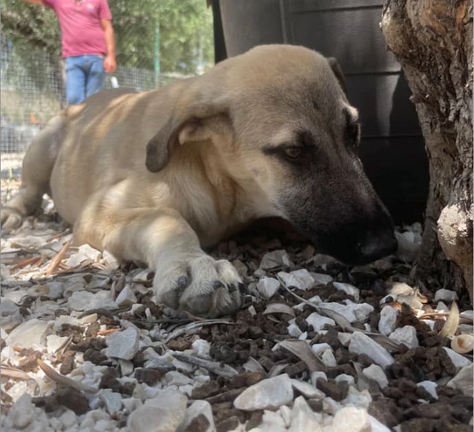 ATHENA, 4 mesi, Futura Tg Media, puppy Mixed Breed for adoption at Dimensione Animale Bergamo