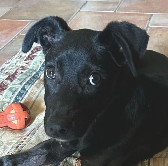 ROSARIO, 5 mesi, Futura Tg Media, puppy Mixed Breed for adoption at Dimensione Animale Bergamo