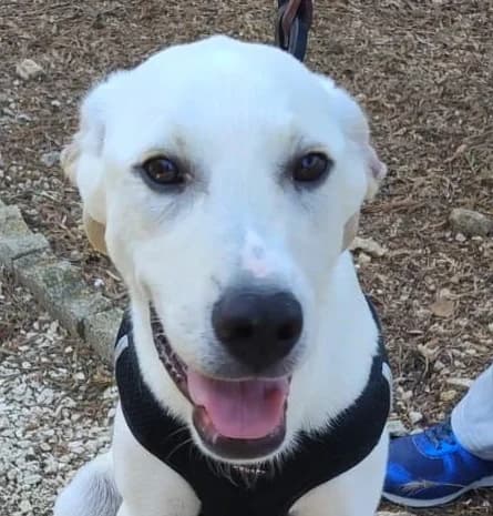 BLANCO, 9 mesi, Futura Tg Media, puppy Mixed Breed for adoption at Dimensione Animale Bergamo