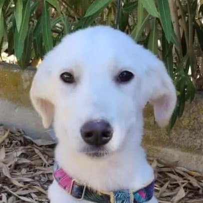 DOLLY, 4 mesi, Futura Tg Media, puppy Mixed Breed for adoption at Dimensione Animale Bergamo