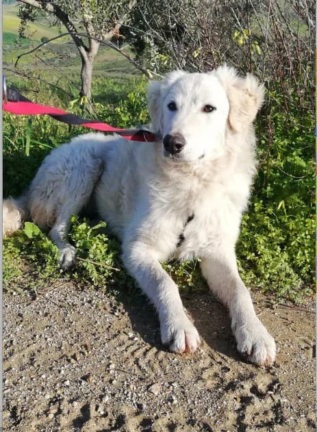 DOMENIK, 1 anno, Tg Media, young Mixed Breed for adoption at Dimensione Animale Bergamo