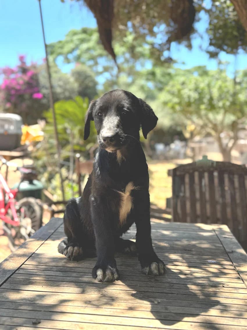 DORIS, 8 mesi, Futura Tg Medio/Grande, puppy Mixed Breed for adoption at Dimensione Animale Bergamo