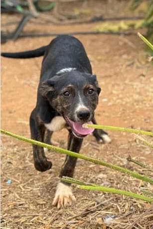 FILIPPO, 1 anno, Tg Media, puppy Mixed Breed for adoption at Dimensione Animale Bergamo