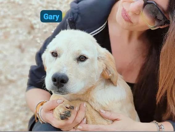 GARY, 2 anni, Tg Media, young Mixed Breed for adoption at Dimensione Animale Bergamo