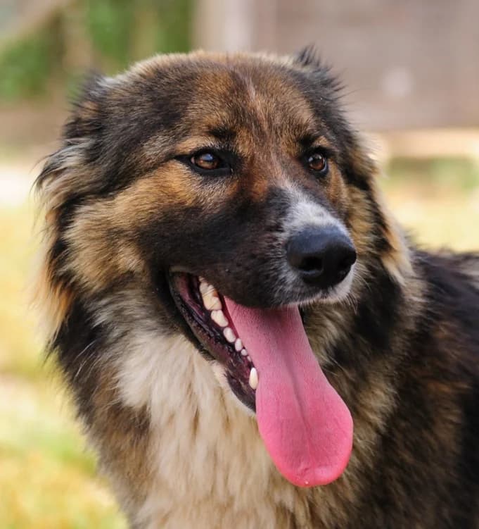 GINNY, 2 anni, Tg Media, young Mixed Breed for adoption at Dimensione Animale Bergamo