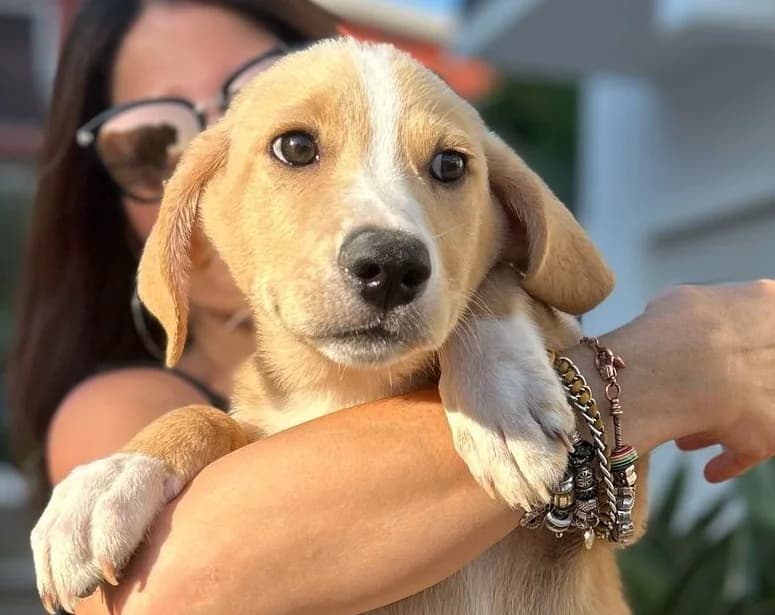 GIOACCHINO, 3 mesi, Futura Tg Media, puppy Mixed Breed for adoption at Dimensione Animale Bergamo