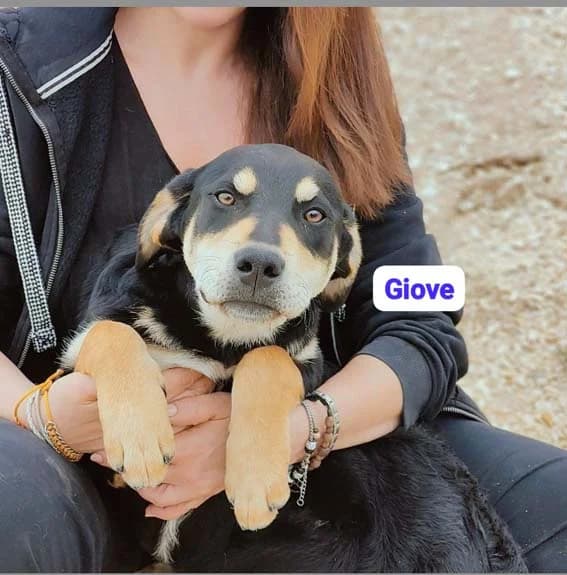 GIOVE, 2 anni, Tg Media, young Mixed Breed for adoption at Dimensione Animale Bergamo