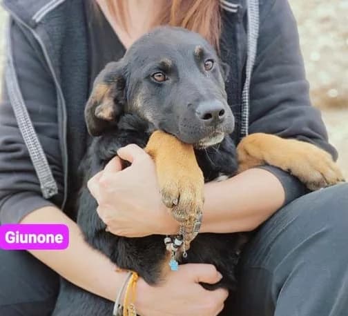 GIUNONE, 2 anni, Tg Media, young Mixed Breed for adoption at Dimensione Animale Bergamo